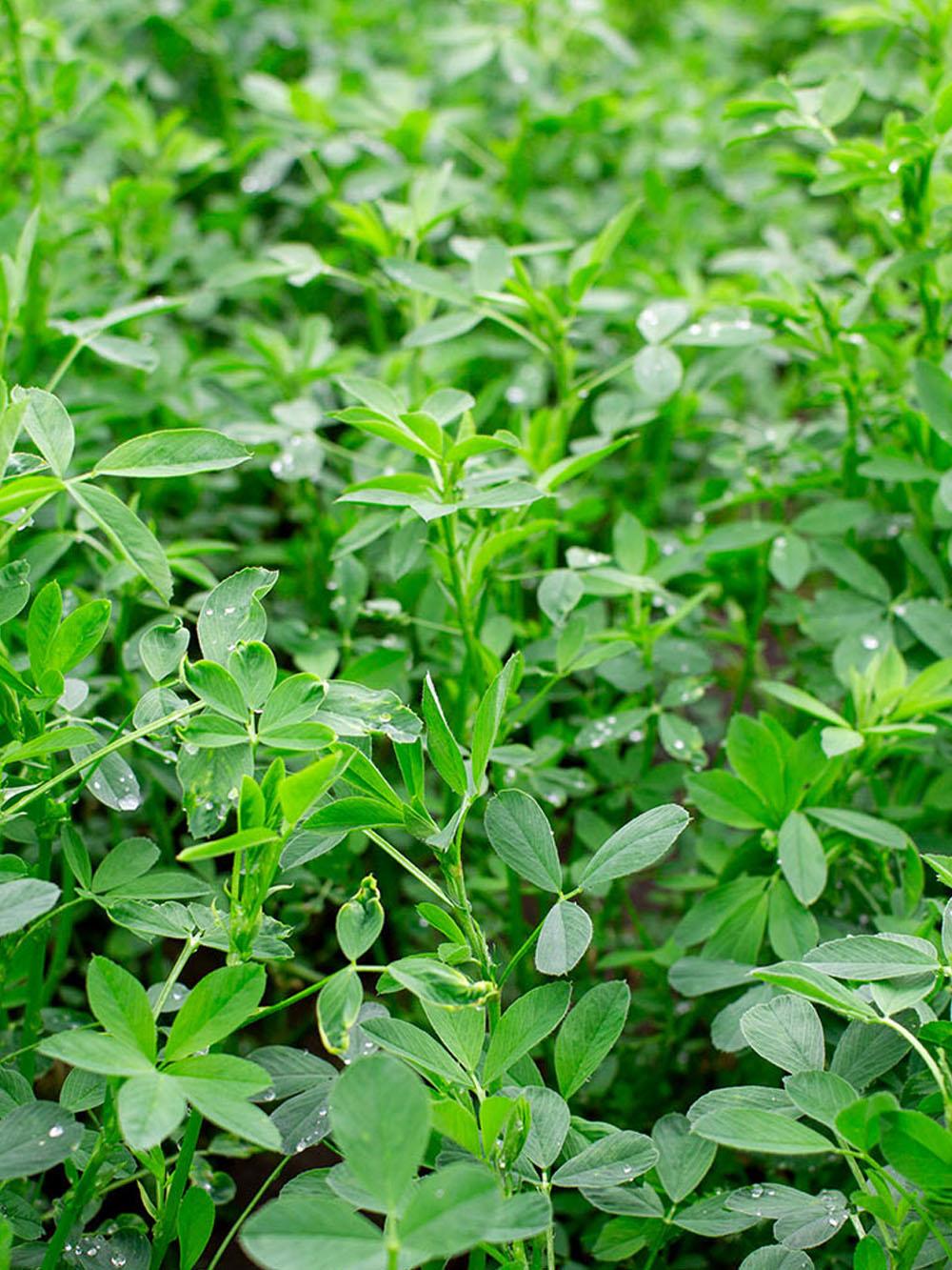 NEXGROW 6374R